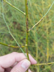 Stemphylium vesicarium