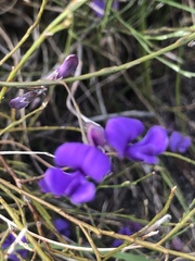 Amphithalea biovulata