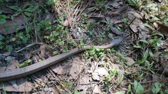 Pantherophis bairdi