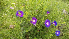 Ipomoea stans