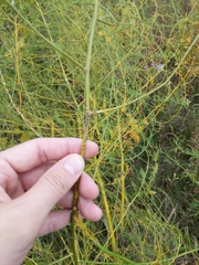 Stemphylium vesicarium