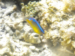 Chrysiptera unimaculata