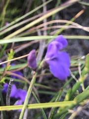 Amphithalea biovulata