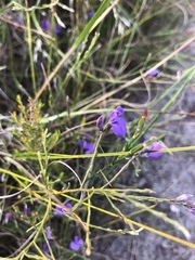 Amphithalea biovulata