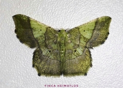 Neagathia corruptata