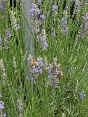 Apis mellifera