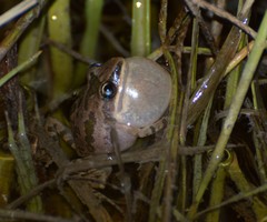 Pseudacris clarkii