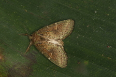 Disphragis danala