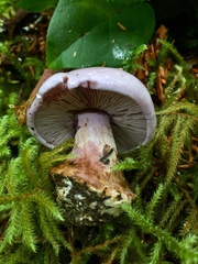 Cortinarius olympianus