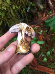 Cortinarius olympianus