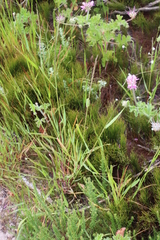 Lolium multiflorum × perenne