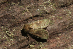Disphragis danala