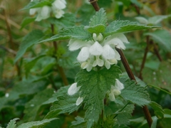 Lamium album