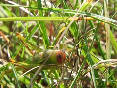 Orchelimum pulchellum