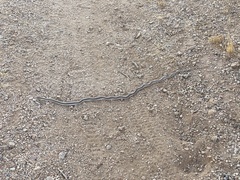 Salvadora hexalepis hexalepis