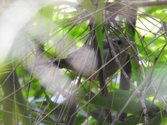 Basileuterus tristriatus