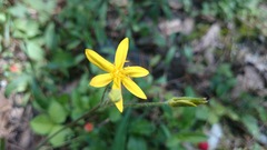 Hypoxis pulchella
