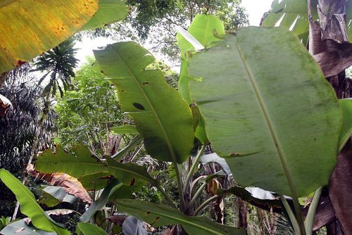 Plantain