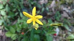 Hypoxis pulchella