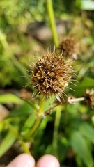Eryngium yuccifolium
