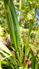 Eryngium yuccifolium