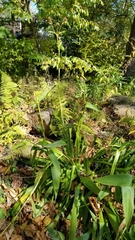 Eryngium yuccifolium