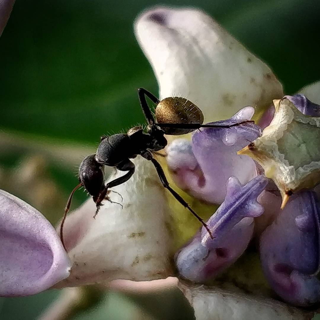 Camponotus sericeus
