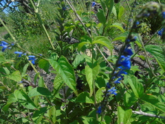 Salvia polystachia