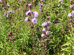 Liatris novae-angliae