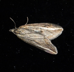 Chesias legatella