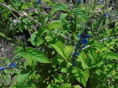Salvia polystachia