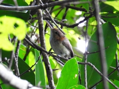 Ramphocaenus melanurus