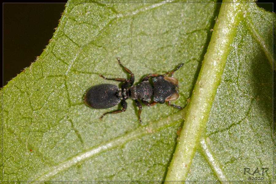 Cephalotes jheringi