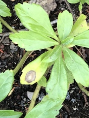 Volutella pachysandrae