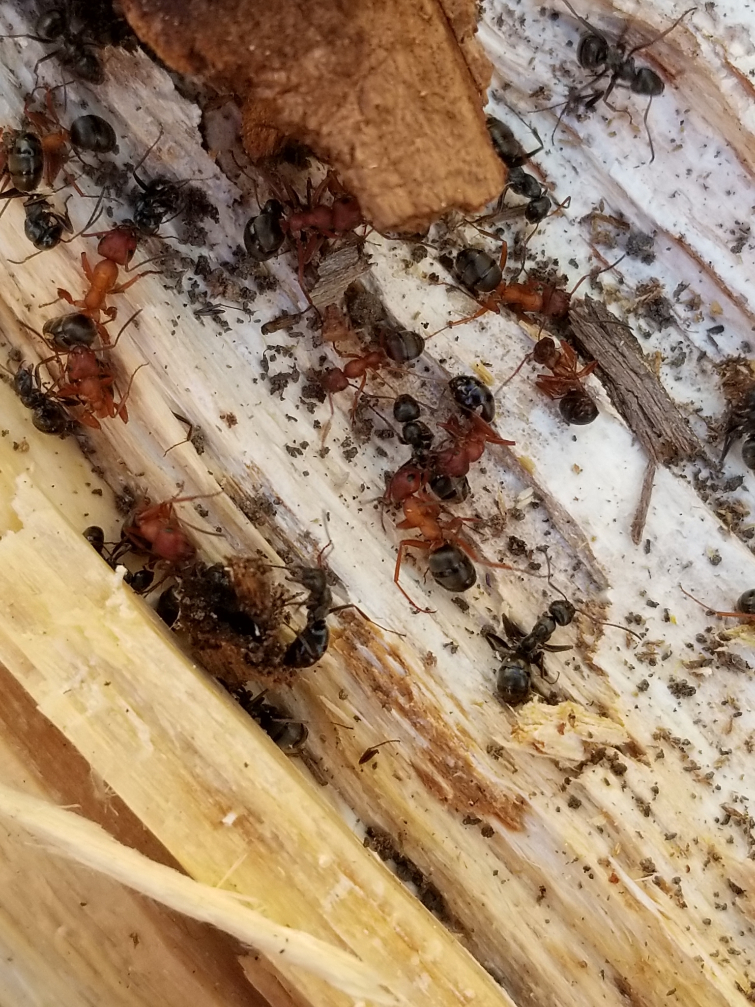 Formica aserva