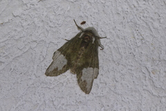 Disphragis baracoana