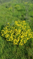 Senecio selloi