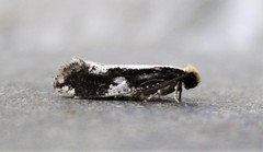 Monopis dorsistrigella