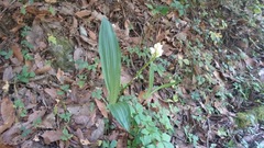 Govenia liliacea