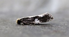 Monopis dorsistrigella