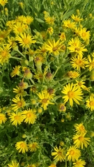 Senecio selloi