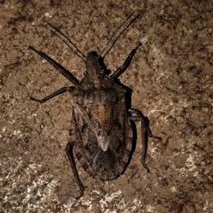 Neohalys serricollis