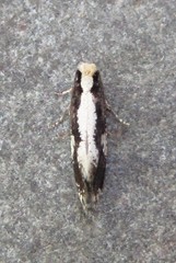 Monopis dorsistrigella