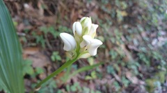 Govenia liliacea