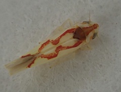 Zygina flammigera