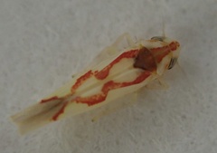 Zygina flammigera