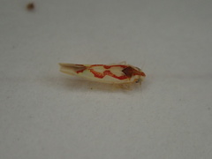 Zygina flammigera