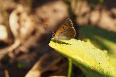 Lycaena phlaeas daimio