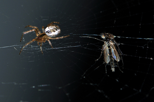 Silver-sided Sector Spider