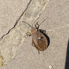 Spartocerini